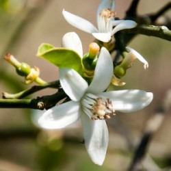 Huile BIO parfum fleur d'orange