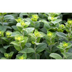 Menthe Poivrée BIO 30ml / 100ml