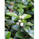 Wintergreen Gaulthérie Couchée BIO 10ml / 30ml / 100ml