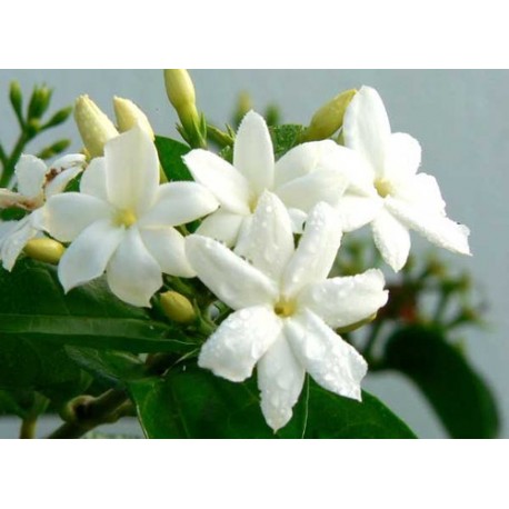 Huile BIO parfumée au Jasmin - 1