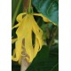 Ylang Ylang BIO