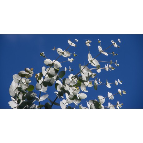 Eucalyptus Globulus BIO 10ml / 100ml